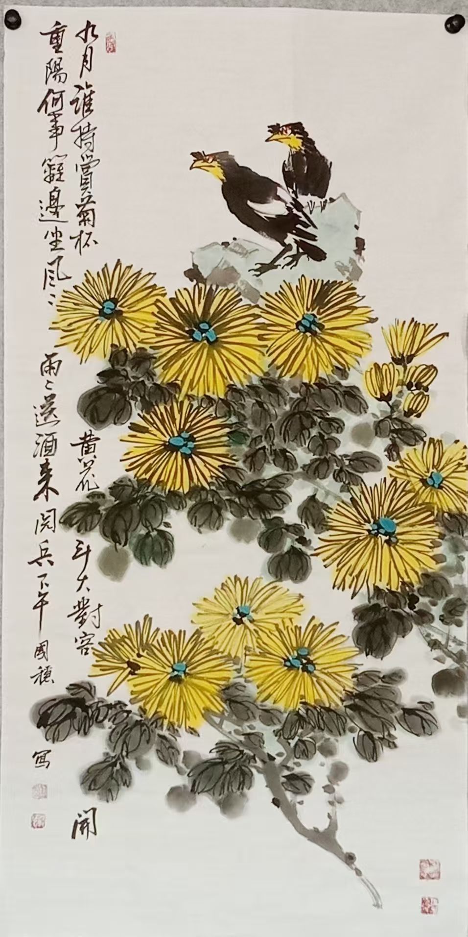 菊花八哥